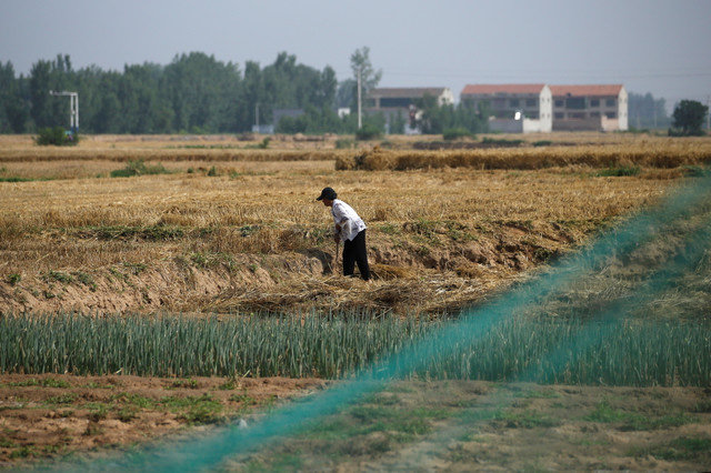 مزارع يعمل في حقل زراعي في مقاطعة وي، مدينة هاندان، مقاطعة خبي، الصين، في 11 يونيو 2021. REUTERS/Tingshu Wang