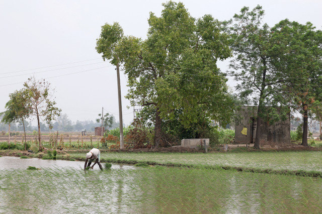 Một người lao động trồng cây mạ trong ruộng của nông dân Balkar Singh tại làng Gaggarpur, bang Haryana, Ấn Độ, ngày 21 tháng 6 năm 2025. REUTERS/Bhawika Chhabra