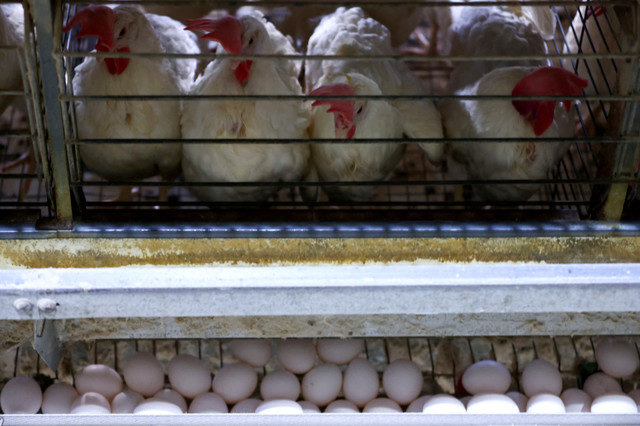 ภาพถ่ายแฟ้ม: ไก่นั่งอยู่ในฟาร์มสัตว์ปีกในเวสต์ฟาเลีย ริโอกรันดีโดซูล บราซิล เมื่อวันที่ 11 มีนาคม 2025 ขณะที่การส่งออกไข่ของบราซิลเพิ่มขึ้นเนื่องจากความต้องการในสหรัฐอเมริกาที่เพิ่มขึ้น REUTERS/Diego Vara/File Photo