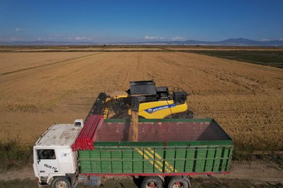 Acordo UE-Mercosul pressiona produtores de arroz na Grécia