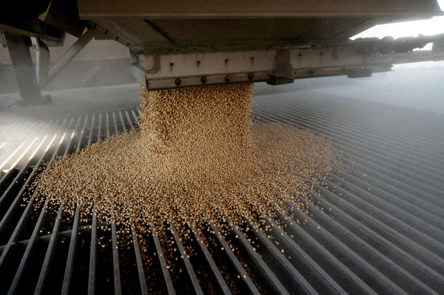 Uma carga de soja é despejada em uma moega de elevador durante a época de colheita na instalação de elevador de grãos Deerfield AG Services em Massillon, Ohio, EUA, em 7 de outubro de 2021.REUTERS/Dane Rhys/File Photo