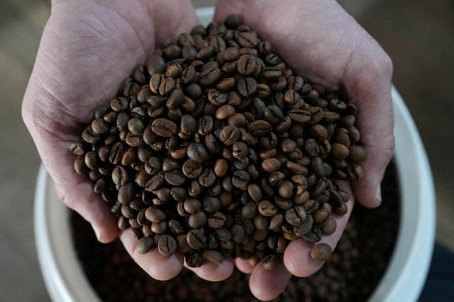 FILE PHOTO: Coffee grower Lucas Venturim holds robusta coffee beans at his farm shop in Sao Domingos do Norte, Espirito Santo state, Brazil, on September 23, 2025. REUTERS/Alexandre Meneghini/File Photo