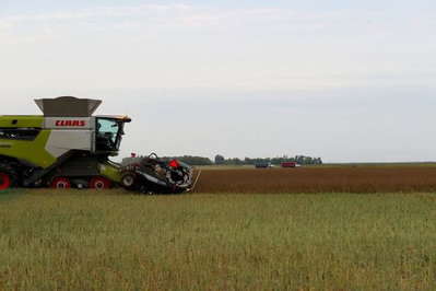Acuerdo comercial impulsa exportación de canola canadiense