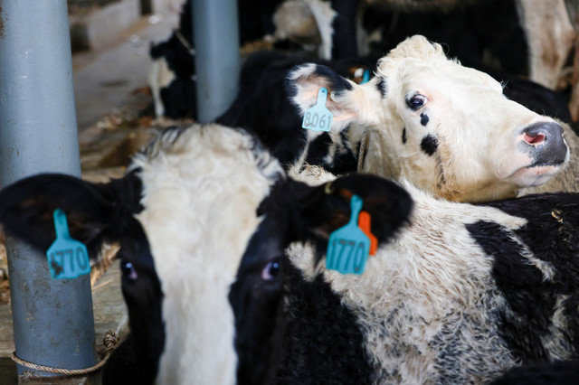 Bò Holstein-Friesian từ Úc nằm nghỉ tại một trang trại bò sữa do hợp tác xã sữa Laras Ati quản lý ở Kuningan, tỉnh Tây Java, Indonesia, ngày 25 tháng 6 năm 2025. REUTERS/Ajeng Dinar Ulfiana