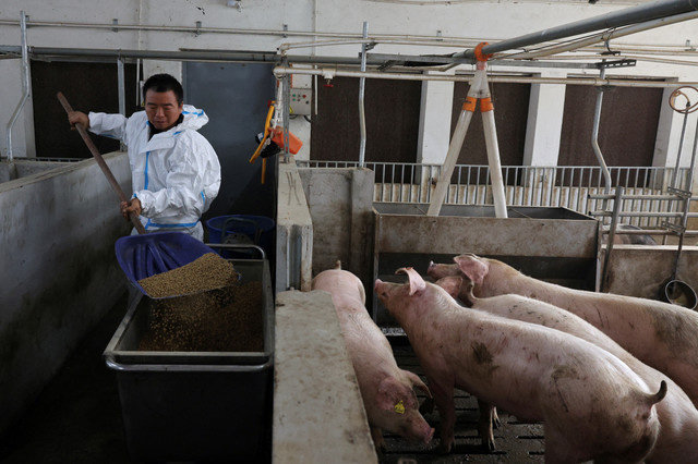นายเกา ฉินซาน ผู้จัดการฟาร์ม กำลังให้อาหารหมูในคอกที่ฟาร์มแห่งหนึ่งในเมืองไท่โจว มณฑลเจียงซู ประเทศจีน เมื่อวันที่ 15 มกราคม 2026 REUTERS/Go Nakamura