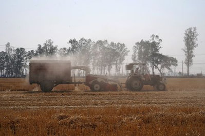 India removes wheat stock limits as supplies stabilize