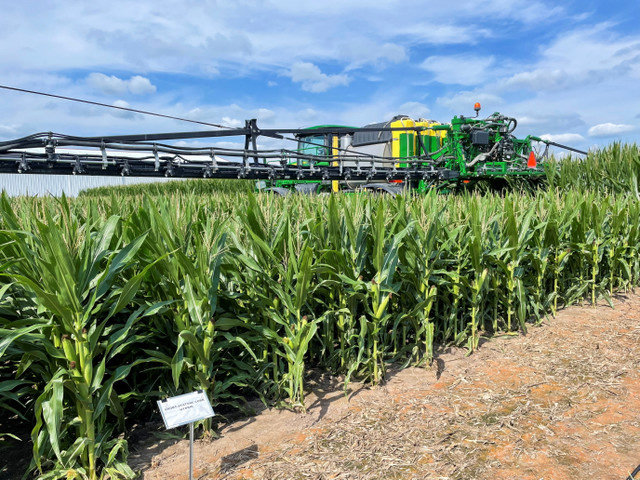 Uma vista mostra milho de baixa estatura crescendo ao lado de milho regular na fazenda de pesquisa da Bayer em Jerseyville, Illinois, EUA, em 11 de agosto de 2022. REUTERS/Karl Plume