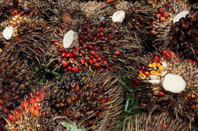 Fresh oil palm fruit bunches from the Melati Hanjalipan cooperative plantation are collected in Hanjalipan village, East Kotawaringin, Central Kalimantan province, Indonesia, July 22, 2025. REUTERS/Ajeng Dinar Ulfiana