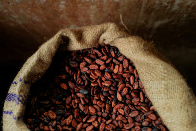 Granos de cacao secados al sol son embolsados y almacenados en la casa de un agricultor en Obosu, Assin North, Ghana, el 10 de febrero de 2026, debido a que la COCOBOD de Ghana no ha realizado los pagos por el cacao comprado a los agricultores. REUTERS/Francis Kokoroko
