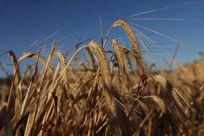 China boosts grain imports as domestic corn supply falls