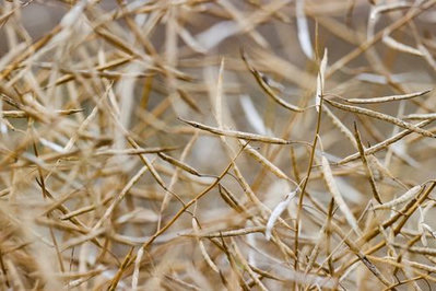 Trung Quốc gia hạn điều tra chống bán phá giá hạt cải dầu