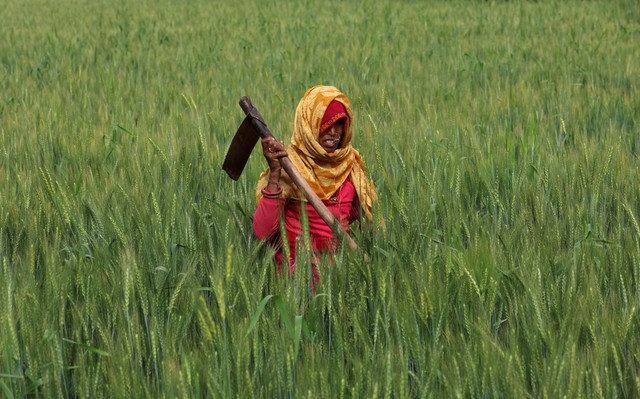 A farmer works in a wheat field near Jaipur, India, February 24, 2023. REUTERS/Anushree Fadnavis