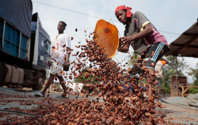 เกษตรกรผู้ปลูกโกโก้ในประเทศไอวอรี่โคสต์ COCOA-IVORYCOAST/FARMERS