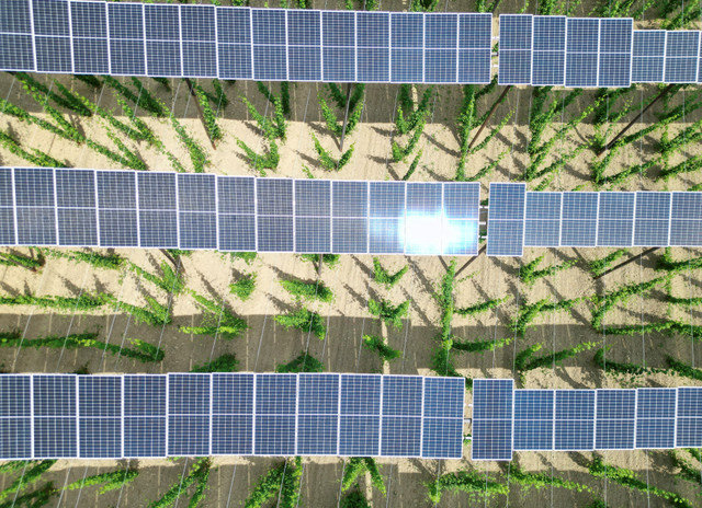 资料照片:2023年6月19日,德国奥市巴伐利亚霍勒道地区的啤酒花种植园上空安装了太阳能电池板。REUTERS/Louisa Off/File Photo