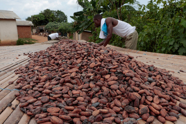 Os produtores de cacau Koukou Koffi Krah Denos e Ouattara Drissa, que disseram estar esperando há vários meses pela compra de sua colheita, secam amêndoas de cacau ao sol em Pont Nero, uma aldeia em San-Pedro, Costa do Marfim, em 13 de fevereiro de 2026. REUTERS/Luc Gnago
