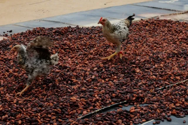 ไก่เดินอยู่บนเมล็ดโกโก้ที่ตากแดดไว้ที่บ้านในเมือง Afosua ประเทศกานา เมื่อวันที่ 11 กุมภาพันธ์ 2026 ภาพโดย REUTERS/Francis Kokoroko
