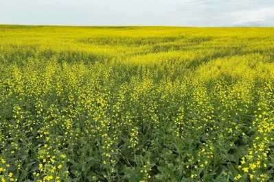 China cuts Canadian canola anti-dumping duty to 5.9 percent