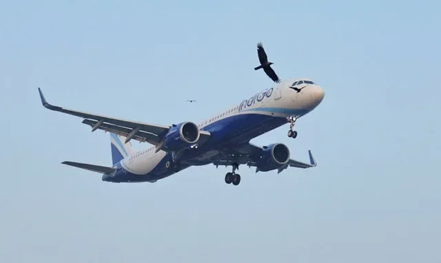 An Indigo aircraft prepares for touchdown at Mumbai's Chhatrapati Shivaji Maharaj International Airport as birds fly in the foreground, December 2025. REUTERS/Francis Mascarenhas