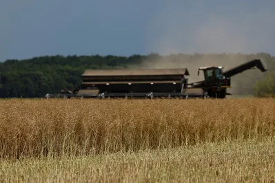 Ukraine may expand rapeseed area to 1.5 million hectares