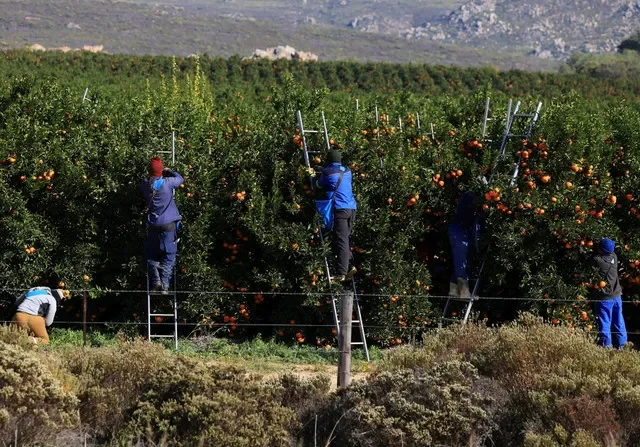 Trabajadores agrícolas recolectan mandarinas en una granja en Citrusdal, provincia del Cabo Occidental, Sudáfrica, el 9 de julio de 2025. REUTERS/Esa Alexander
