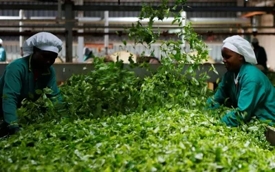 Iran conflict leaves Kenya tea exports stuck in Mombasa
