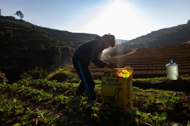 Một nông dân dùng phân gà để bón cho cánh đồng bắp cải tại Atok, tỉnh Benguet, Philippines, ngày 30 tháng 3 năm 2026. REUTERS/Eloisa Lopez