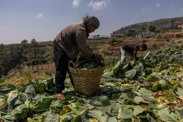 Các nông dân thu hoạch bắp cải tại một trang trại ở tỉnh Benguet, Philippines, ngày 31 tháng 3 năm 2026. REUTERS/Eloisa Lopez