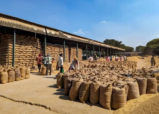 Laborers process and weigh bags of paddy at the Sitapur market in the northern Indian state of Uttar Pradesh in October 2023. REUTERS/Rajendra Jadhav