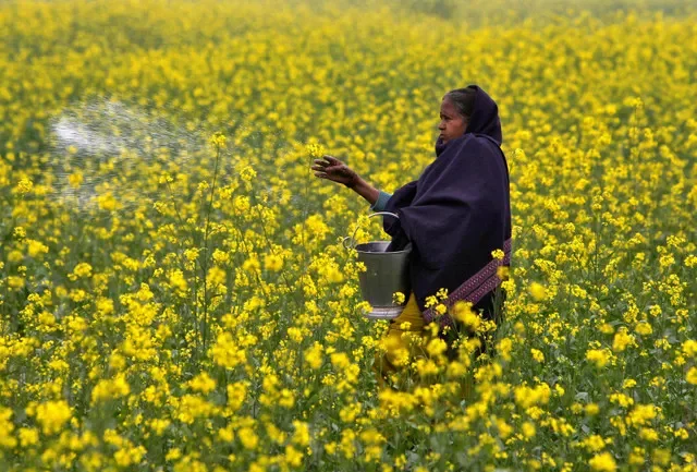 A farmer distributes urea fertilizer across a field in Allahabad, India. REUTERS/Jitendra Prakash/File Photo