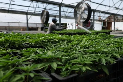 EE. UU. reclasifica la marihuana y el sector sube