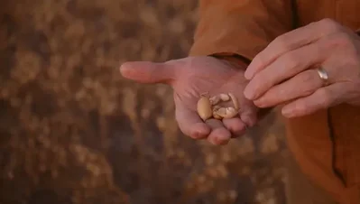 توسع زراعة البقوليات في أمريكا لمواجهة تراجع أرباح الحبوب