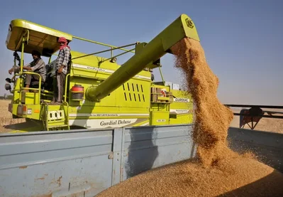 India Wheat Output Likely to Fall After Heavy Rains