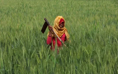 India producirá 110 millones de toneladas de trigo