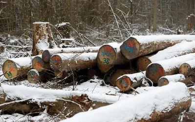 EU to Exclude Leather From Anti-Deforestation Law