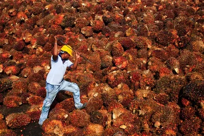 Palm oil prices seen reaching 5,200 ringgit by mid-July