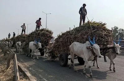 India keeps sugar export targets as local demand cools