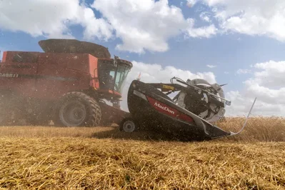 تقييمات القمح الشتوي لدى USDA تهبط لأدنى مستوى في 4 أعوام