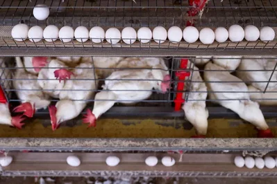 La UE vetará productos animales de Brasil en septiembre