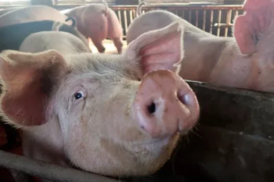 จีนสั่งแบนนำเข้าหมูจากฟิลิปปินส์หลังพบโรคระบาด