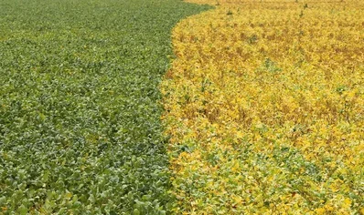 米中貿易合意を受けブラジルが農産物輸出の転換を検討