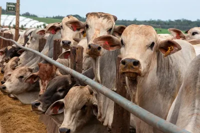 Brazil and Australia are asking Beijing to reallocate unused beef quotas from other nations. Current shipments face a 55% tariff next month if limits are hit.