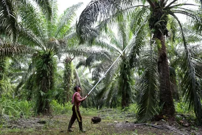 Indonesia tập trung hóa hoạt động xuất khẩu dầu cọ