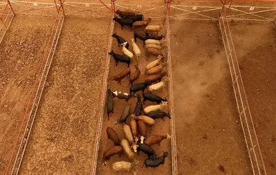 メキシコが対米牛肉輸出を倍増へ 取引停止による損失を補填