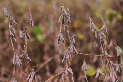 Indian traders cancel soymeal exports for African imports