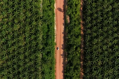 Indonesia Addresses Palm Oil Price and Export Concerns