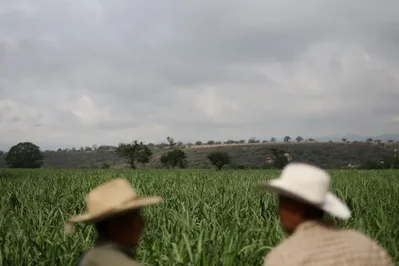 墨西哥寻求美国取消食糖进口配额并考虑对果糖采取反倾销行动