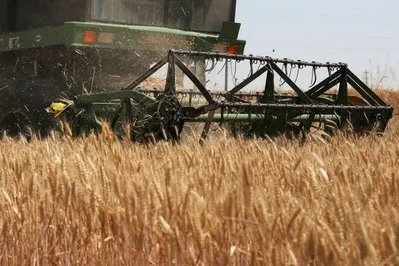 Lluvias en China dañan el trigo y elevan importaciones