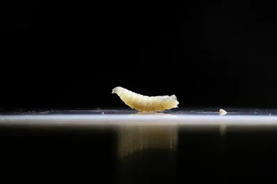 德克萨斯州牧场主质疑USDA对螺旋蝇病例的应对速度与透明度
