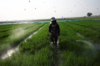 Indonesia Speeds Rice Planting to Counter El Nino Risks