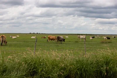 O México está a bloquear a maioria das importações de animais vivos provenientes dos Estados Unidos após a deteção de casos de bicheira no Texas. A medida visa proteger os rebanhos no norte do México e evitar a propagação da praga no território nacional.